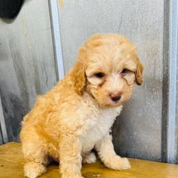 Green collar - Apricot male Aussiedoodle puppy in Valdosta, Georgia from Fifth Day Farm