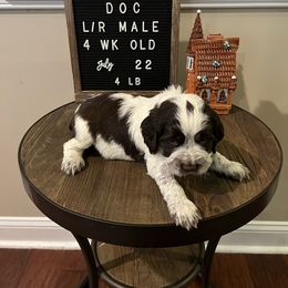 Doc - Liver and white English Springer Spaniel puppy in North Carolina from Frosty Springers LLC