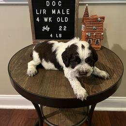 Doc - Liver and white English Springer Spaniel puppy in North Carolina from Frosty Springers LLC