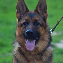 German Shepherd All Grown Up from Grum Majestat's German Shepherds