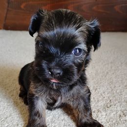 Mica - Red sable male Havanese puppy in Kinston, North Carolina from Court Jester Havanese and Prissy Diva Russian Salon Dogs
