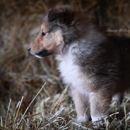 Sage - Sable Collie puppy in Festus, Missouri from Shining R Rough Collies