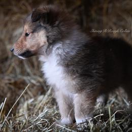 Sage - Sable Collie puppy in Festus, Missouri from Shining R Rough Collies