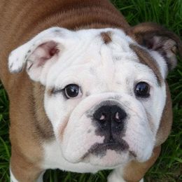 Bulldogs from Rosemary Jenner