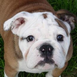 Bulldogs from Rosemary Jenner