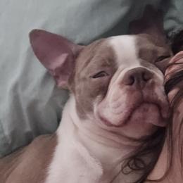 Meeko - Boston Terrier