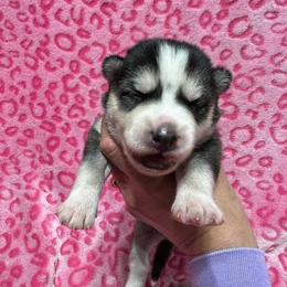 AKC Mopsy - Agouti and white female Siberian Husky puppy in Centreville, Maryland from Huskies By the Bay