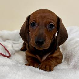 Pink Collar Girl - Red female Dachshund puppy in Baltimore, Maryland from Passport Dachshunds