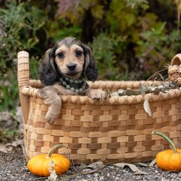Tahiti - Cream male Dachshund puppy in Crystal, Michigan from Mare-bella Dachshunds