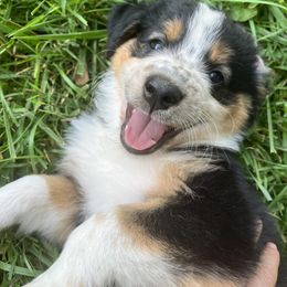 English Shepherd Puppies from LiquidMoon English Shepherds