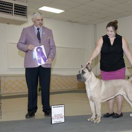 Cane Corso Puppies from Lionheart Cane Corso