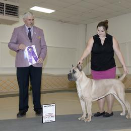 Cane Corso Puppies from Lionheart Cane Corso