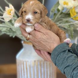 Benny - Parti male Goldendoodle puppy in Yuciapa, California from AlltheDoodlez_