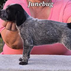 Junebug - Black and white German Wirehaired Pointer puppy in Wellston, Ohio from Blue Line GWPs