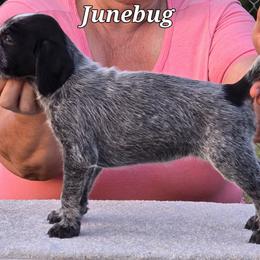 Junebug - Black and white German Wirehaired Pointer puppy in Wellston, Ohio from Blue Line GWPs