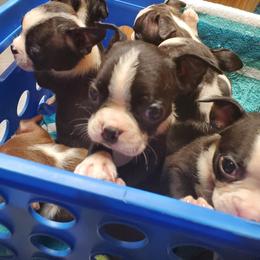 Boston Terrier Puppies from The Christian Bostons