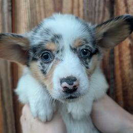 Boy 3 - Blue merle and white male Cardigan Welsh Corgi puppy in Chehalis, Washington from Triple B Corgis