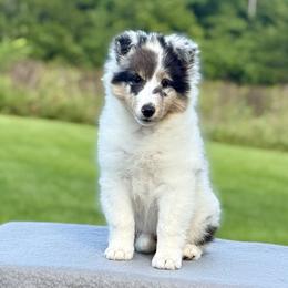 Girl 2 - female Shetland Sheepdog puppy in Mackinaw, Illinois from Somerlake Shetland Sheepdogs