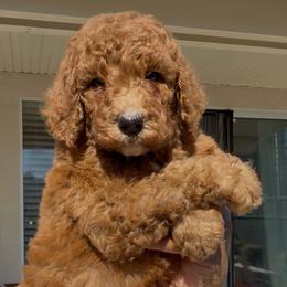 Heir - Red  male Poodle puppy in Corona, California from Garden Of Poodles
