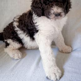 Arlo - Black and white male Bernedoodle puppy in Grant City, Missouri from Timberline Paws