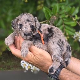 Yosemite - Merle male Goldendoodle puppy in Granite Falls, North Carolina from Carolina Goldendoodles