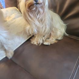 Katie - Yorkshire Terrier
