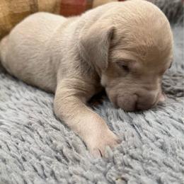 Silver Lilac Tanpoint - Silver male Great Dane puppy in Greenville, South Carolina from Allen’s Ridge Ranch