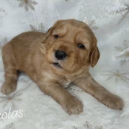Nicolas - Red  male Goldendoodle puppy in Eau Claire, Wisconsin from Fisher River Doodle's