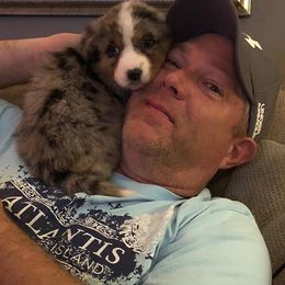 Australian Shepherd Puppies from Peacock’s Pride Australian Shepherds