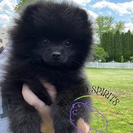 HOLD AKC SNAP - Black male Pomeranian puppy in Watkins Glen, New York from Wicked Spirits Pomeranians