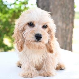 Finn - Apricot male Cavapoo puppy in Lawton, Oklahoma from Lindsey’s Cavies