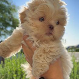 Gronk - Cream and white male Shih Tzu puppy in Austin, Texas from Shih Tzu’s  ‘N’ Love