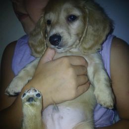 Albert - Cream male Dachshund puppy in Drakesville, Iowa from Atlasta Dachshunds