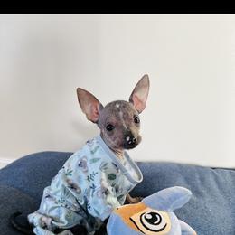 Chihuahua and Chinese Crested Puppies from Western Kentucky Chihuahua’s and Chinese Crested’s