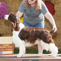 Adam - English Springer Spaniel