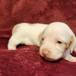 Silkywirehaired snow AKC - Cream male Dachshund puppy in Torrance, California from Lucky Dachshunds