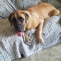 Mastiff All Grown Up from Deborah Hatch