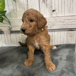 Stormy's Yellow Collar Girl 2150.00 - Red  female Goldendoodle puppy in Alvin, Texas from JP Southern Doodles
