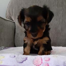 Lily Grace - Black and tan female Yorkshire Terrier puppy in Gurley, Alabama from Rhondas yorkies