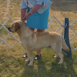 Archer - Labrador Retriever