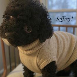 Jeff - Black male Poodle puppy in Orlando, Florida from Denise’s Puppies