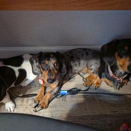 Rocky - Dachshund
