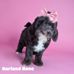 Garland Rose with training - Brown and white female Cockapoo puppy in Boonville, North Carolina from Doods & Dolls