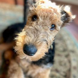 Airedale Terrier Puppies from Mystic’s Airedales