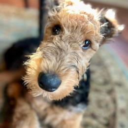 Airedale Terrier Puppies from Mystic’s Airedales
