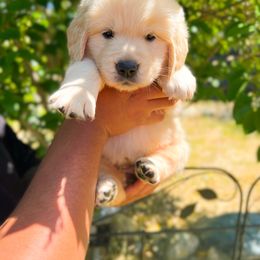 Golden Retriever Puppies from Bear State Golden Retrievers