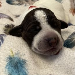 Girl 7 - Wirehaired Pointing Griffon puppy in Ohio from Feather View Farm