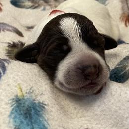 Girl 7 - Wirehaired Pointing Griffon puppy in Ohio from Feather View Farm