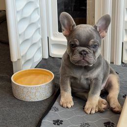 Luca - Liver male French Bulldog puppy in Tampa, Florida from 5 Star Bullies