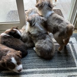 Miniature Australian Shepherds from Mike's Aussies